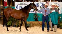 Red Hot N Dashin, was the High Selling Yearling filly by Royal Three Dash out of our AAA, Red Hot Martini, SI 93 x Red Hot Rhythm, SI 98.