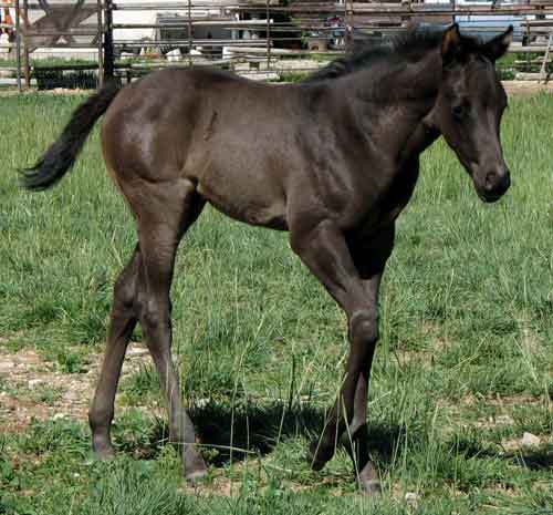 Profits Black Pearl 2012 foal