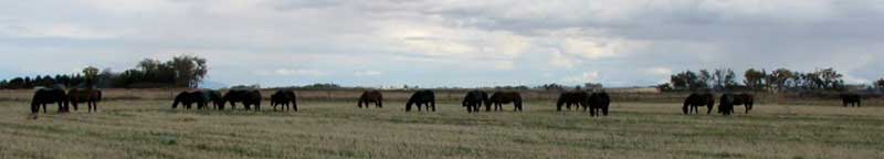 PBRZ broodmares
