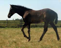 Profits Ferrari 2011 foal