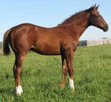 Packin N Profits 2011 foal