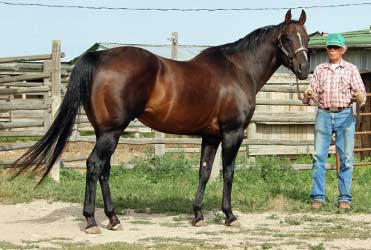 Royal Three Dash (Dr J)