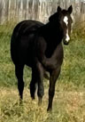 ZS Pretty N Silky