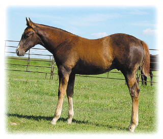 Profit's foal