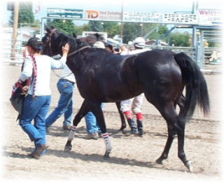Profit's foal
