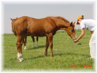 Profit's foal